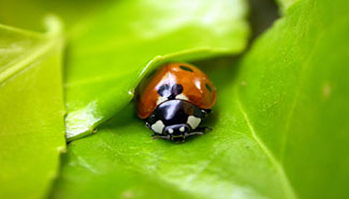 Ladybug on organic tobacco leaf